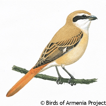 Isabelline Shrike