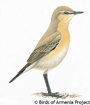 Isabelline Wheatear