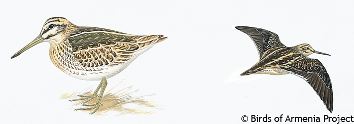 Jack Snipe