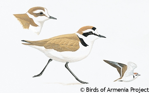 Kentish Plover