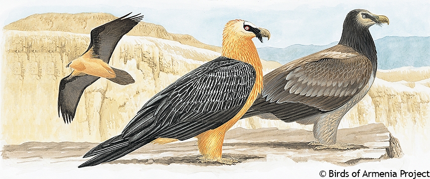 Lammergeier, Bearded Vulture