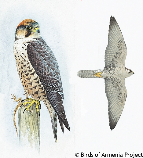 Lanner Falcon