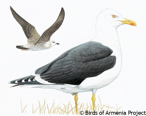 Lesser Black-backed Gull