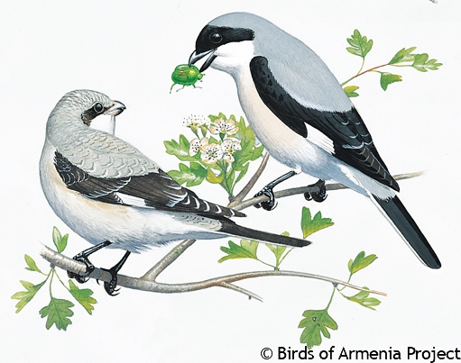 Lesser Grey Shrike