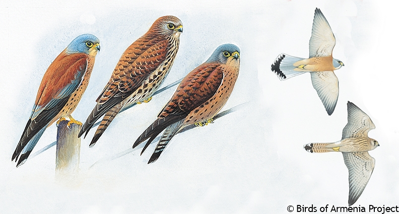 Lesser Kestrel