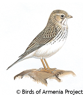 Lesser Short-toed Lark