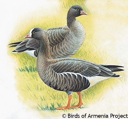 Lesser White-fronted Goose