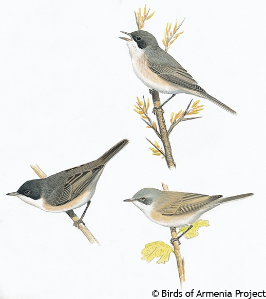 Lesser Whitethroat