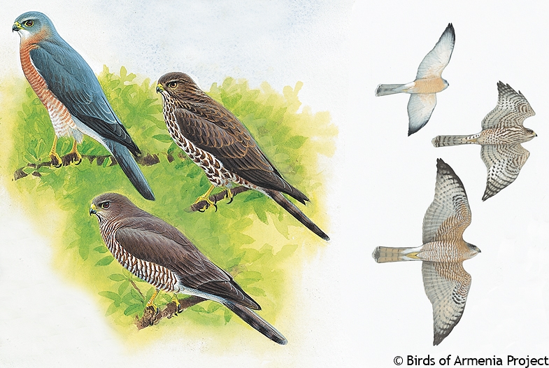 Levant Sparrowhawk