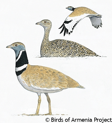 Little Bustard