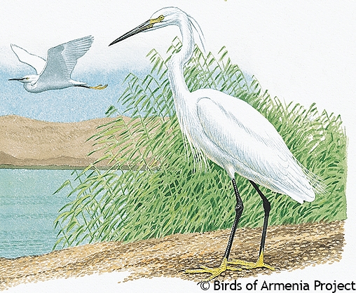 Little Egret