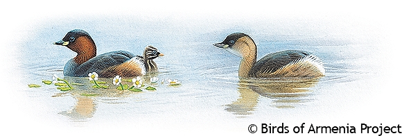 Little Grebe