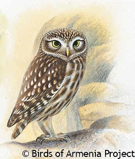 Little Owl