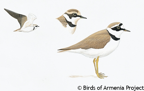 Little Ringed Plover