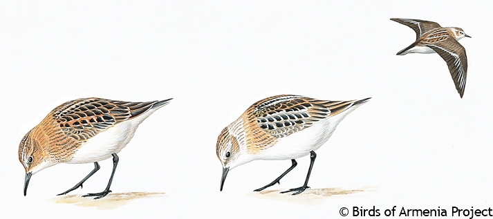 Little Stint