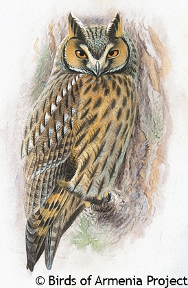 Long-eared Owl