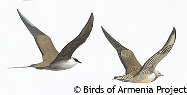 Long-tailed Jaeger