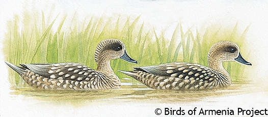 Marbled Teal