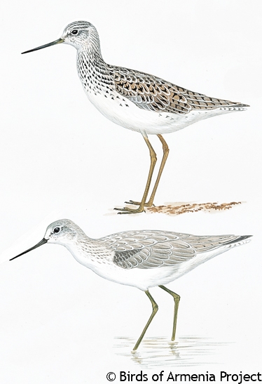 Marsh Sandpiper