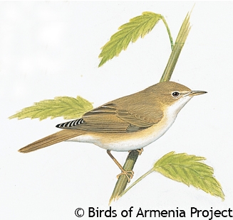 Marsh Warbler