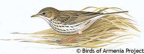 Meadow Pipit