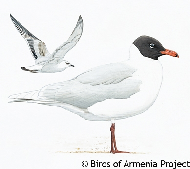 Mediterranean Gull