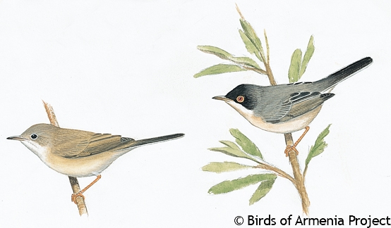 Menetries's Warbler