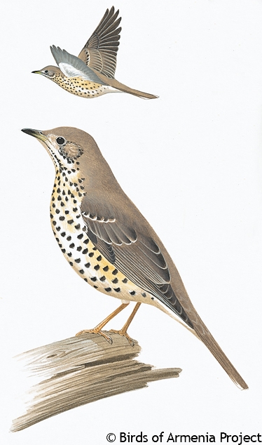 Mistle Thrush