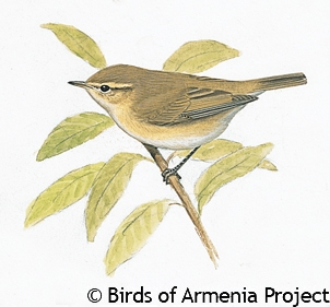 Mountain Chiffchaff