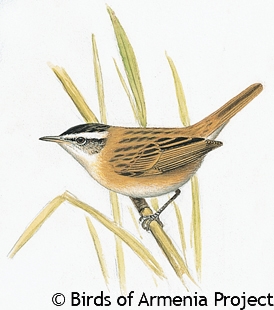 Moustached Warbler