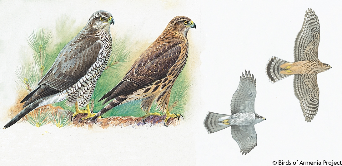 Northern Goshawk