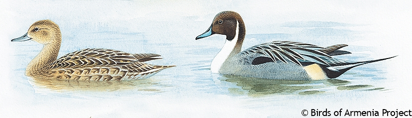 Northern Pintail