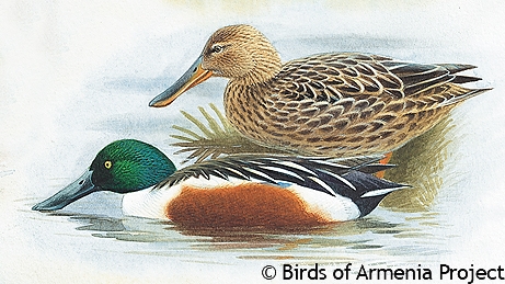 Northern Shoveler