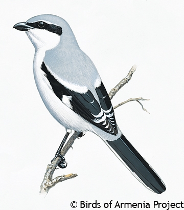 Northern Shrike