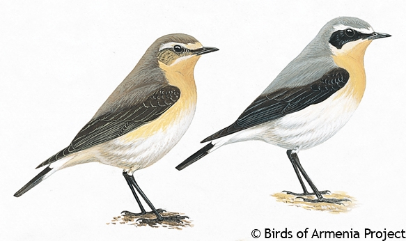 Northern Wheatear