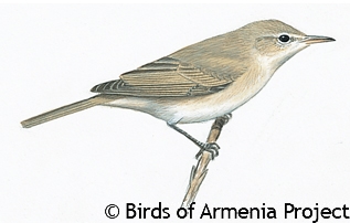 Olivaceous Warbler