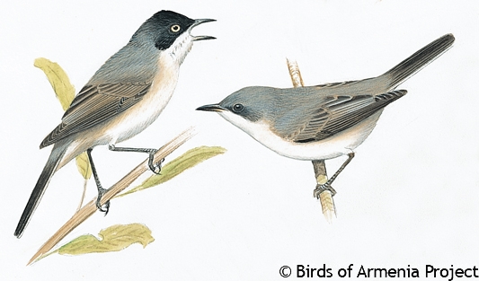 Orphean Warbler