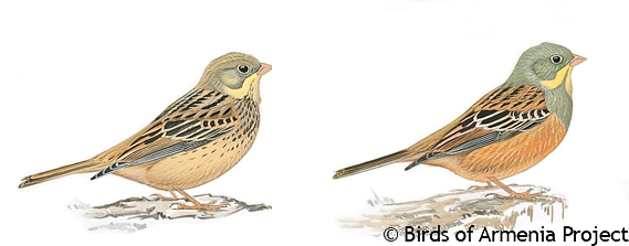 Ortolan Bunting