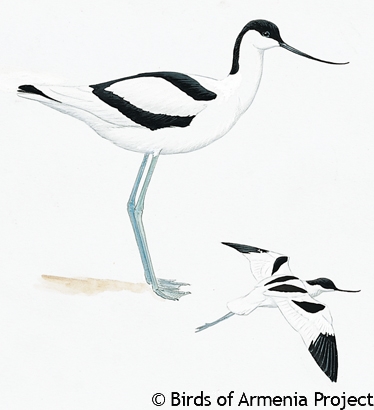 Pied Avocet