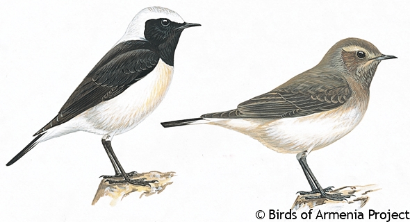 Pied Wheatear