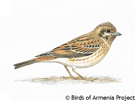 Pine Bunting