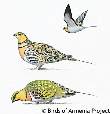 Pin-tailed Sandgrouse