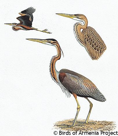 Purple Heron