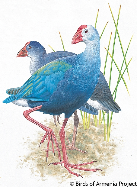 Purple Swamphen