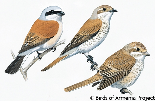 Red-backed Shrike