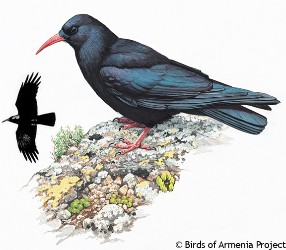 Red-billed Chough