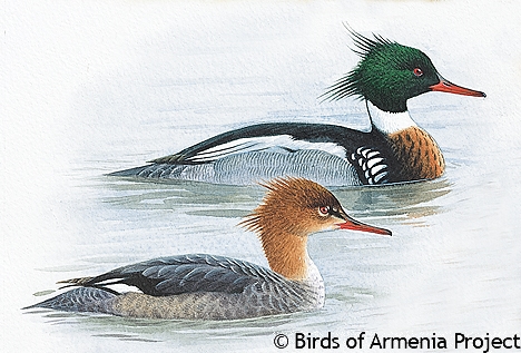 Red-breasted Merganser