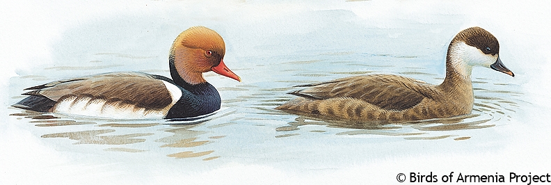 Red-crested Pochard