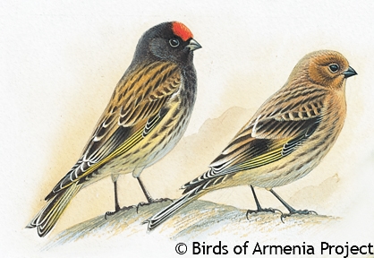 Red-fronted Serin