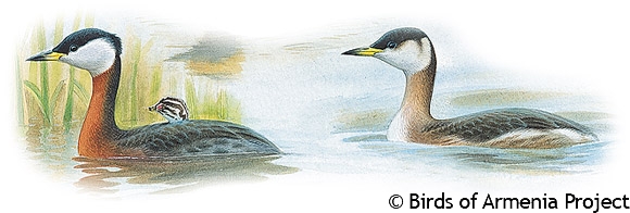 Red-necked Grebe